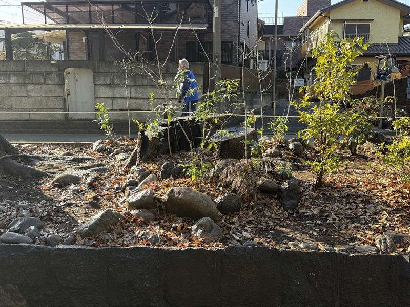 （会員寄稿）氷川神社参道の杜の環境再生を行いました。（2026年1月16日）
