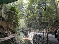 （高田宏臣寄稿）等々力渓谷樹林健全化作業計画立案から実作業指導の受注が決まりました